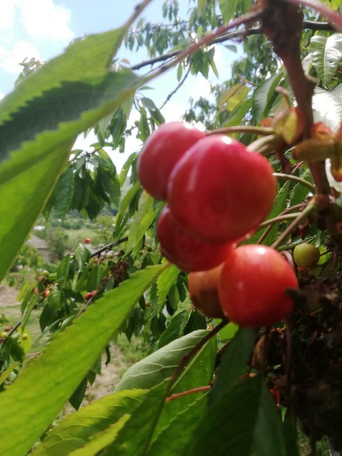 Pensiunea Turistica "Casa Rustica" Βίλα Chiscareni Εξωτερικό φωτογραφία